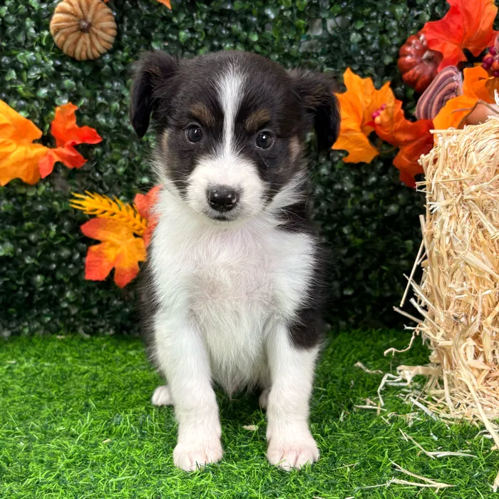 Male Mini Aussie puppy named Ripley for sale at Puppy Dreams - Wichita West.