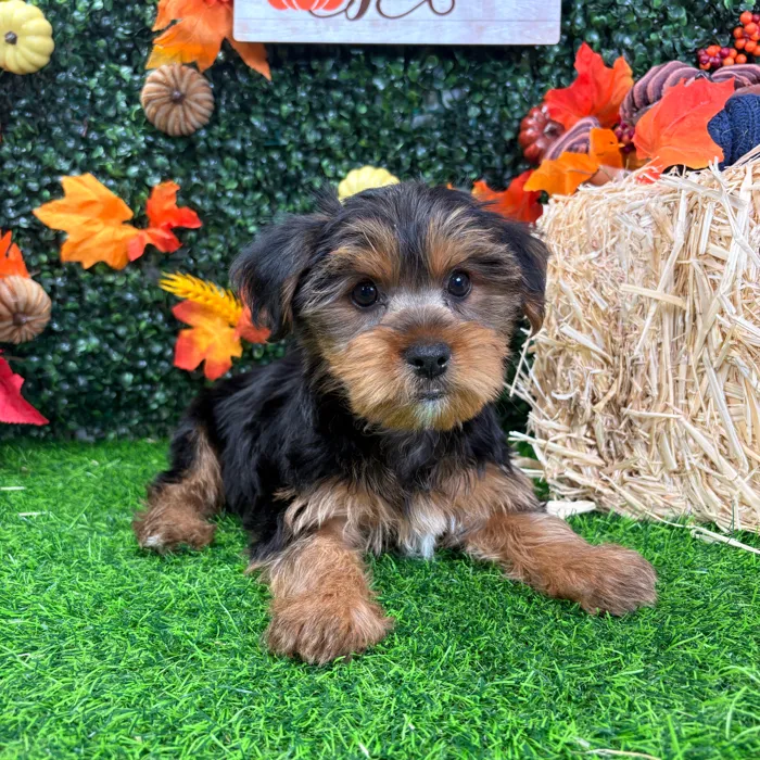 Male Yorkie puppy named Monster for sale at Puppy Dreams - Wichita West.