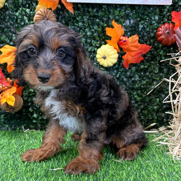 Female Cockapoo puppy named Cinnamon for sale at Puppy Dreams - Wichita West.