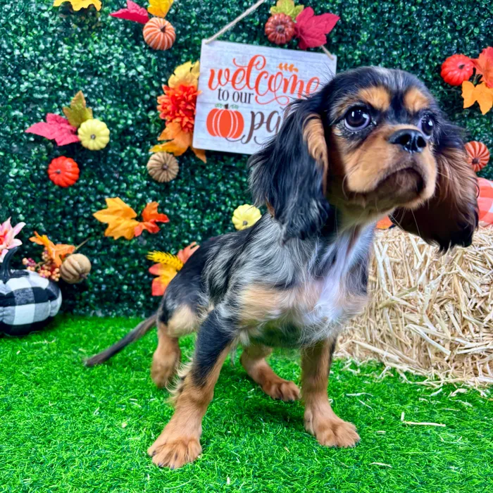 Male Cavalier King Charles Spaniel puppy named Pierre for sale at Puppy Dreams - Wichita West.