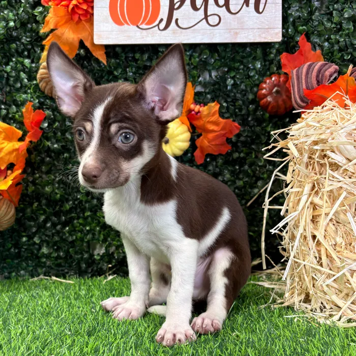 Male Chihuahua puppy named Chong for sale at Puppy Dreams - Wichita West.