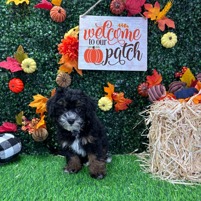 Female Havapoo puppy named Bailey for sale at Puppy Dreams - Wichita West.