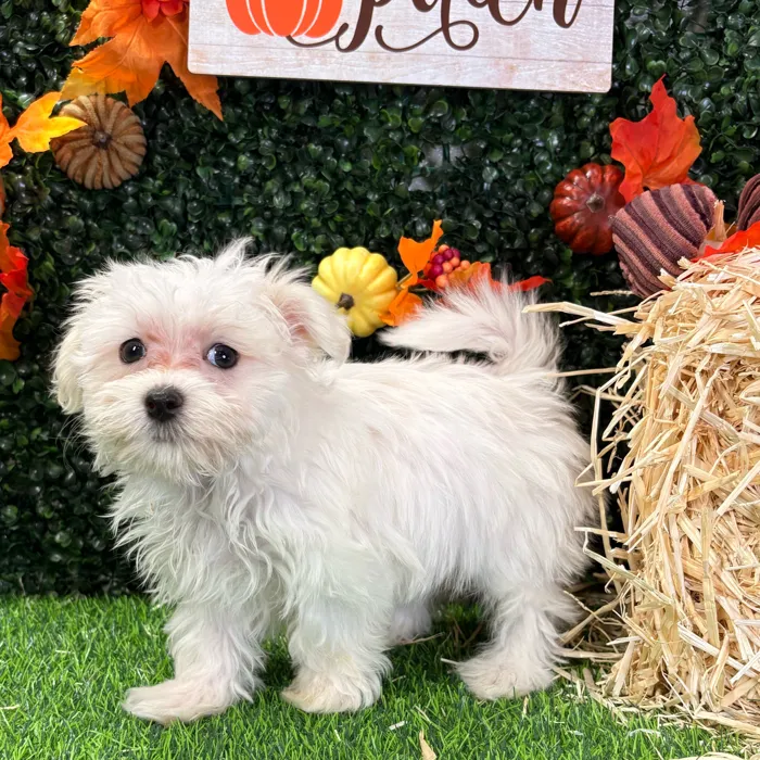 Male Maltese puppy named Rufus for sale at Puppy Dreams - Wichita West.