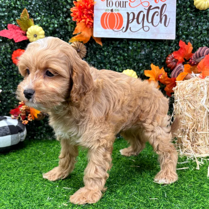 Male Cockapoo puppy named Cecil for sale at Puppy Dreams - Wichita West.