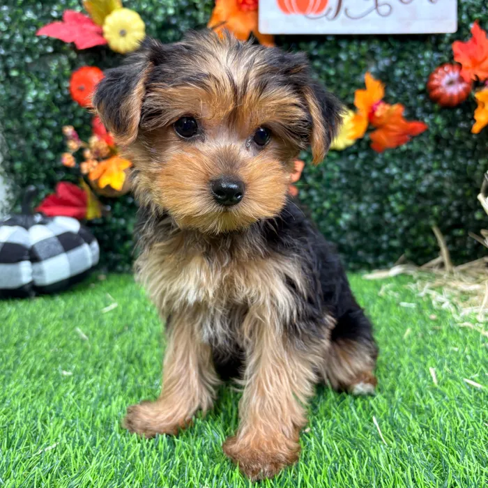 Male Yorkie puppy named Freddy for sale at Puppy Dreams - Wichita West.