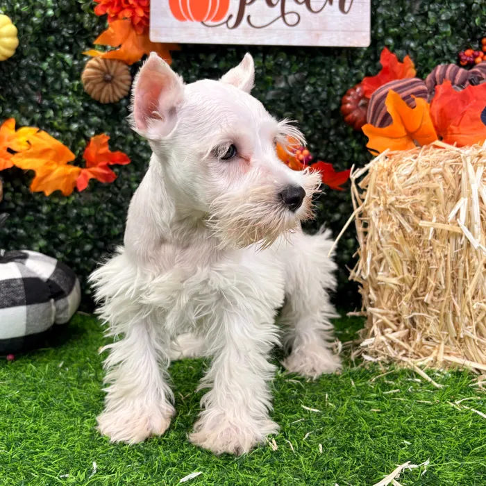 Female Mini Schnauzer puppy named Leela for sale at Puppy Dreams - Wichita West.