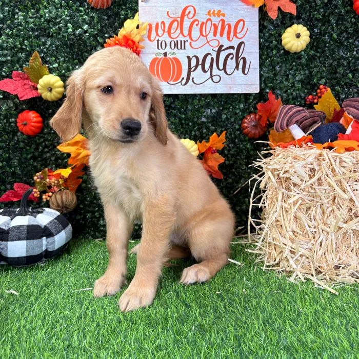 Female Golden Retriever puppy named Pumpkin for sale at Puppy Dreams - Wichita West.
