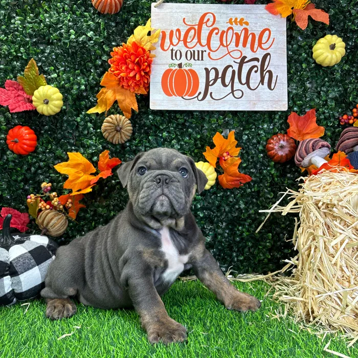 Male English Bulldog puppy named Harvey for sale at Puppy Dreams - Wichita West.