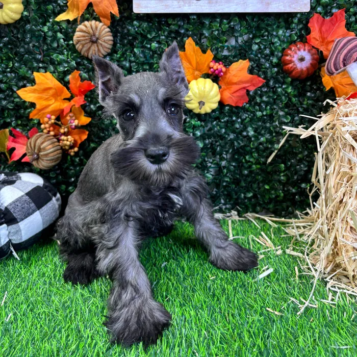 Male Mini Schnauzer puppy named Stitch for sale at Puppy Dreams - Wichita West.