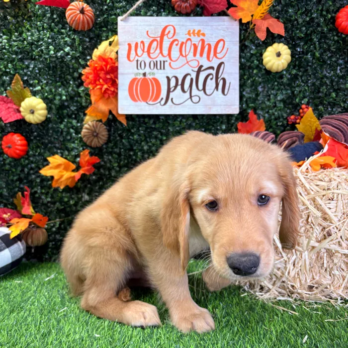 Male Golden Retriever puppy named Beast for sale at Puppy Dreams - Wichita West.