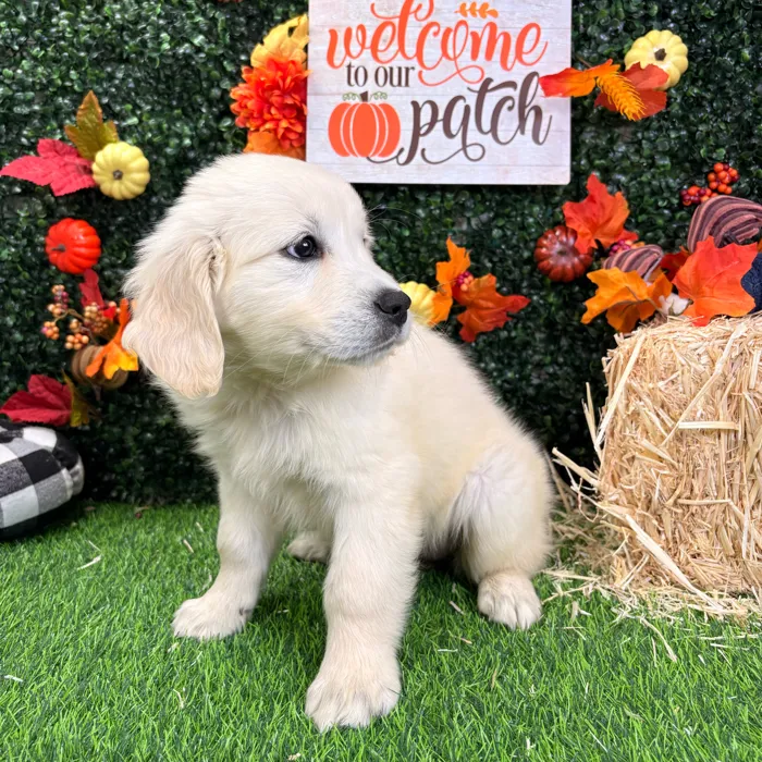 Female Golden Retriever puppy named Stormy for sale at Puppy Dreams - Wichita West.