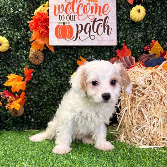 Female Cavapoo puppy named Daisy for sale at Puppy Dreams - Wichita West.