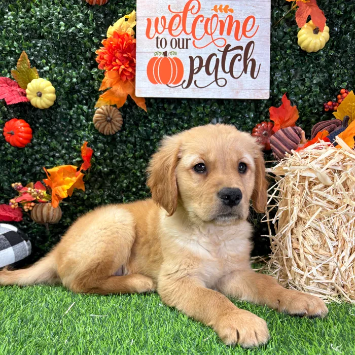 Male Golden Retriever puppy named Trunchbull for sale at Puppy Dreams - Wichita West.