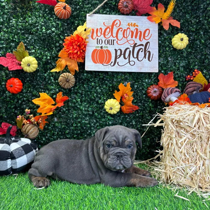Male English Bulldog puppy named Harvey for sale at Puppy Dreams - Wichita West.