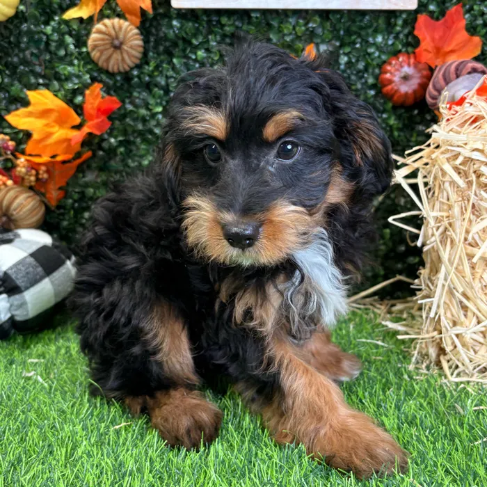 Female Mini Aussie Poo puppy named Mollie for sale at Puppy Dreams - Wichita West.