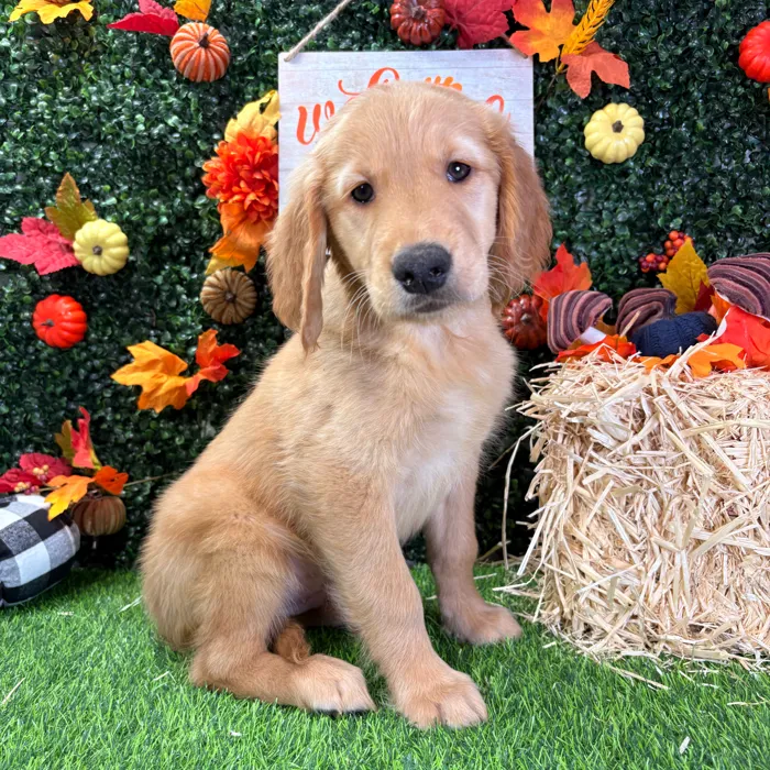 Male Golden Retriever puppy named Beast for sale at Puppy Dreams - Wichita West.