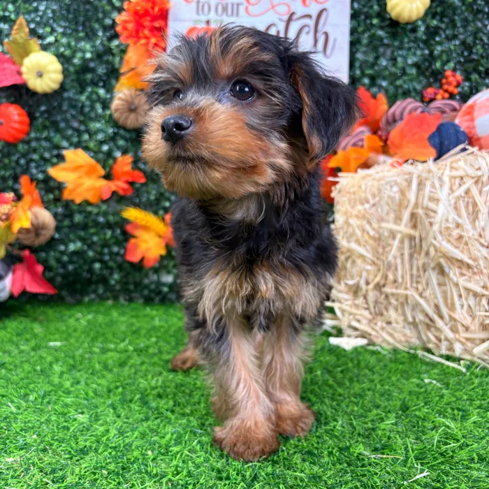 Male Yorkie puppy named Igor for sale at Puppy Dreams - Wichita West.