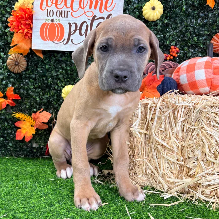 Female Cane Corso puppy named Luna for sale at Puppy Dreams - Wichita West.