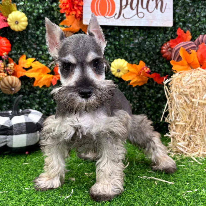 Male Mini Schnauzer puppy named Fry for sale at Puppy Dreams - Wichita West.
