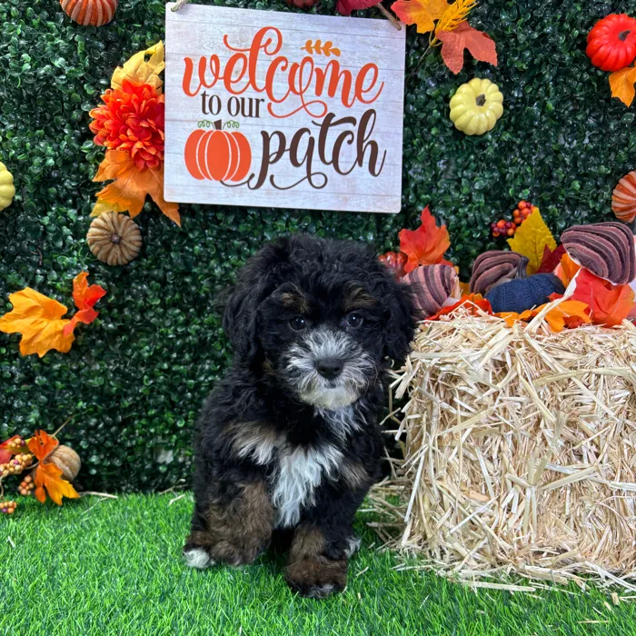 Female Havapoo puppy named Bailey for sale at Puppy Dreams - Wichita West.