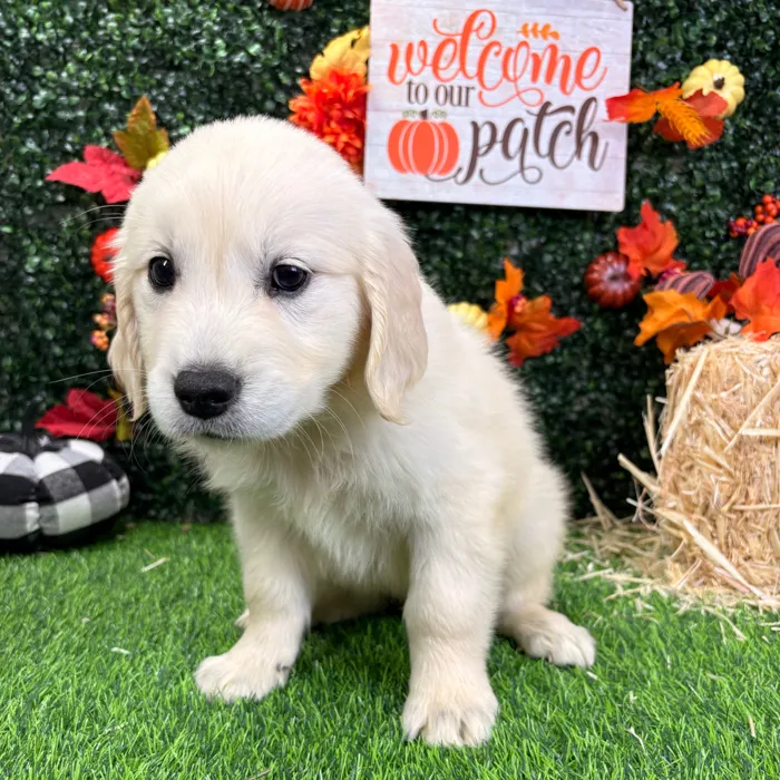 Female Golden Retriever puppy named Stormy for sale at Puppy Dreams - Wichita West.