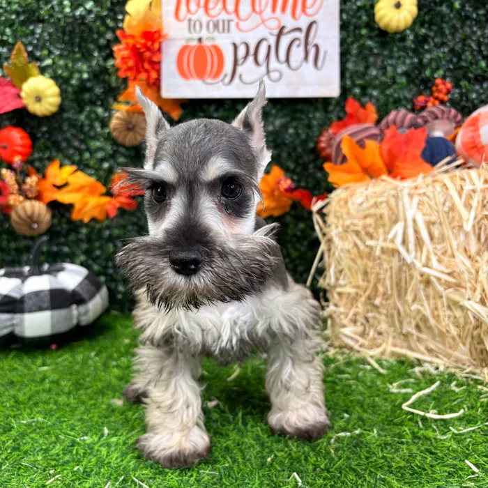 Male Mini Schnauzer puppy named Fry for sale at Puppy Dreams - Wichita West.