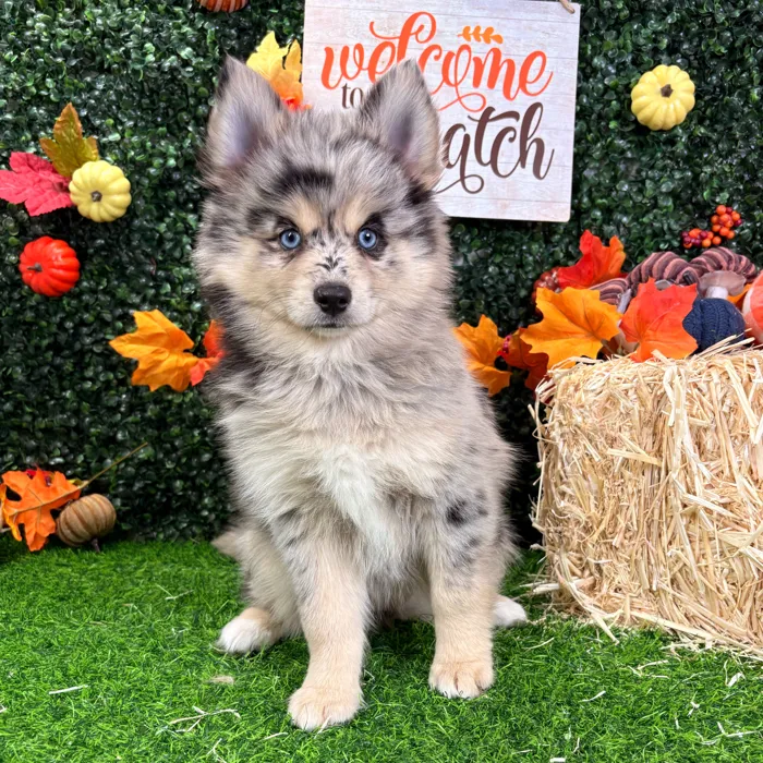 Female Pomsky puppy named Aurora for sale at Puppy Dreams - Wichita West.