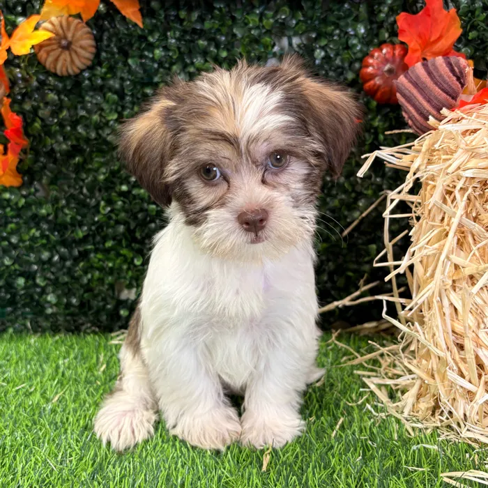 Female Shorkie puppy named Alexus for sale at Puppy Dreams - Wichita West.