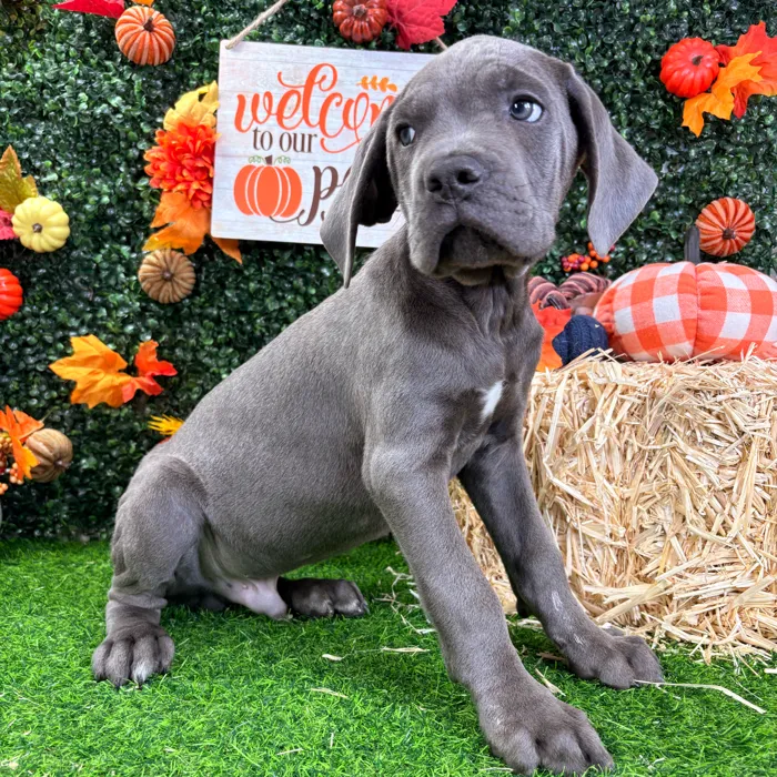 Male Cane Corso puppy named Poe for sale at Puppy Dreams - Wichita West.