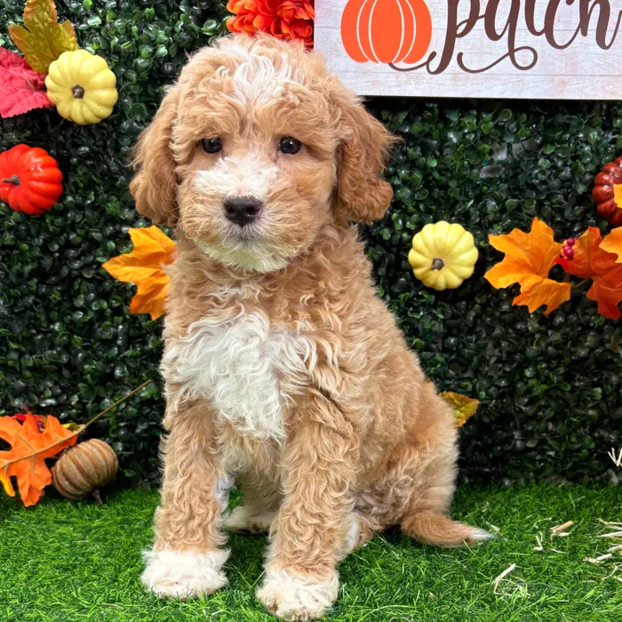 Male Mini Goldendoodle puppy named Boots for sale at Puppy Dreams - Wichita West.