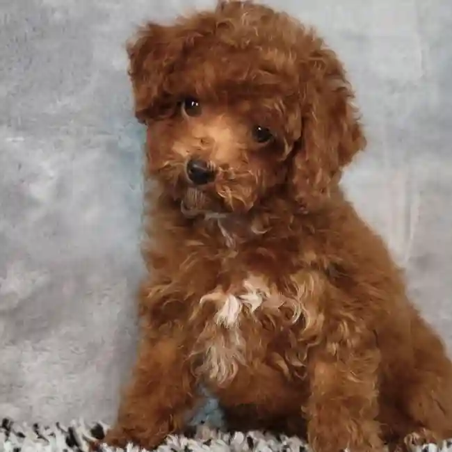 Male Cavapoo puppy named Brick for sale at Puppy Dreams - Junction City.