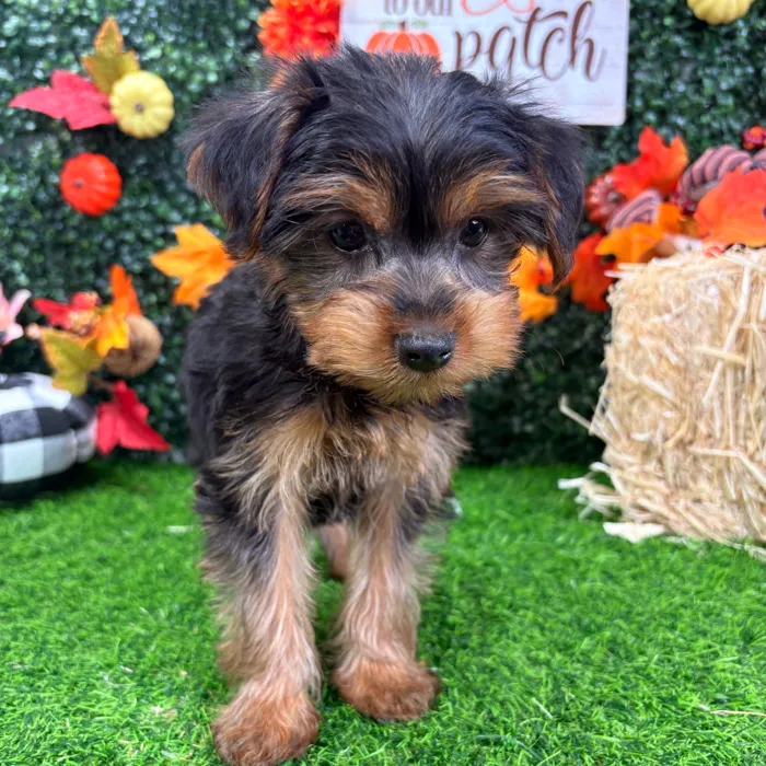 Male Yorkie puppy named Igor for sale at Puppy Dreams - Wichita West.