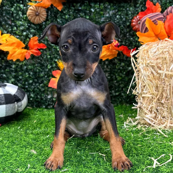 Female Min Pin puppy named Mandy for sale at Puppy Dreams - Wichita West.