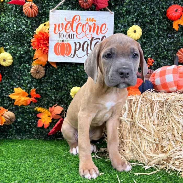 Female Cane Corso puppy named Luna for sale at Puppy Dreams - Wichita West.