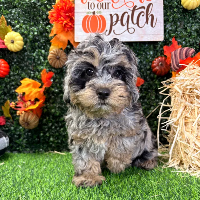 Female Cavapoo puppy named Tink for sale at Puppy Dreams - Wichita West.