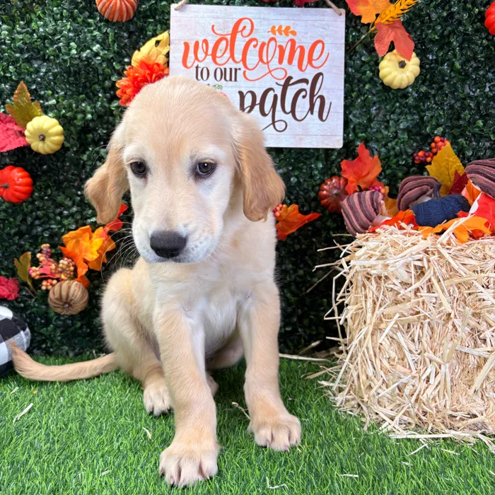 Male Golden Retriever puppy named Lemon for sale at Puppy Dreams - Wichita West.