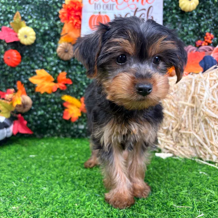 Male Yorkie puppy named Igor for sale at Puppy Dreams - Wichita West.