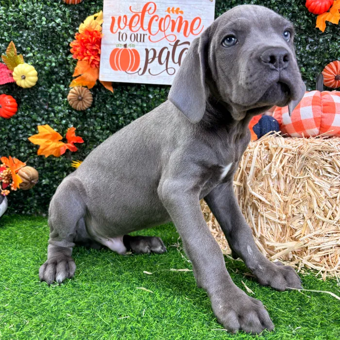 Male Cane Corso puppy named Poe for sale at Puppy Dreams - Wichita West.