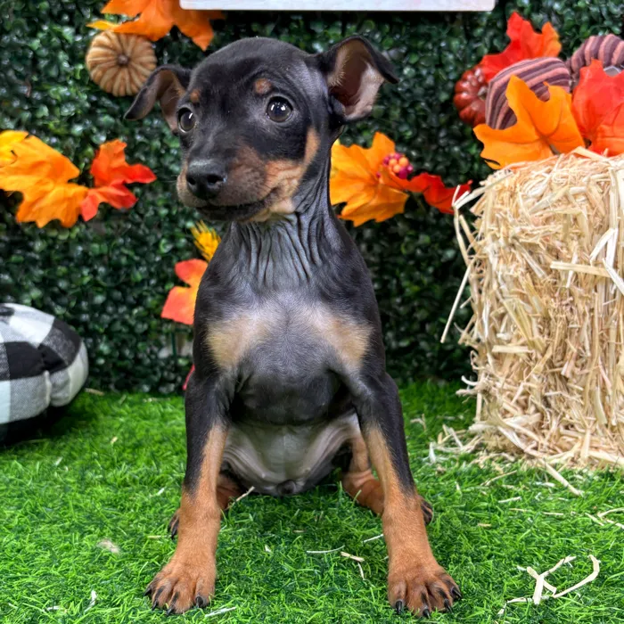 Female Min Pin puppy named Mandy for sale at Puppy Dreams - Wichita West.