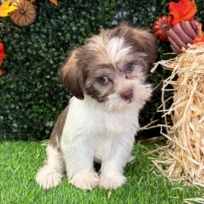 Female Shorkie puppy named Alexus for sale at Puppy Dreams - Wichita West.