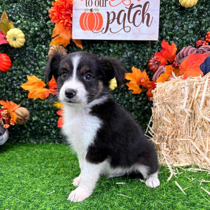 Male Mini Aussie puppy named Ripley for sale at Puppy Dreams - Wichita West.