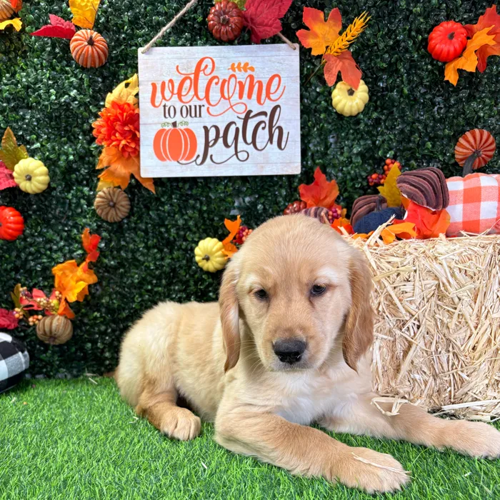 Female Golden Retriever puppy named Beverly for sale at Puppy Dreams - Wichita West.