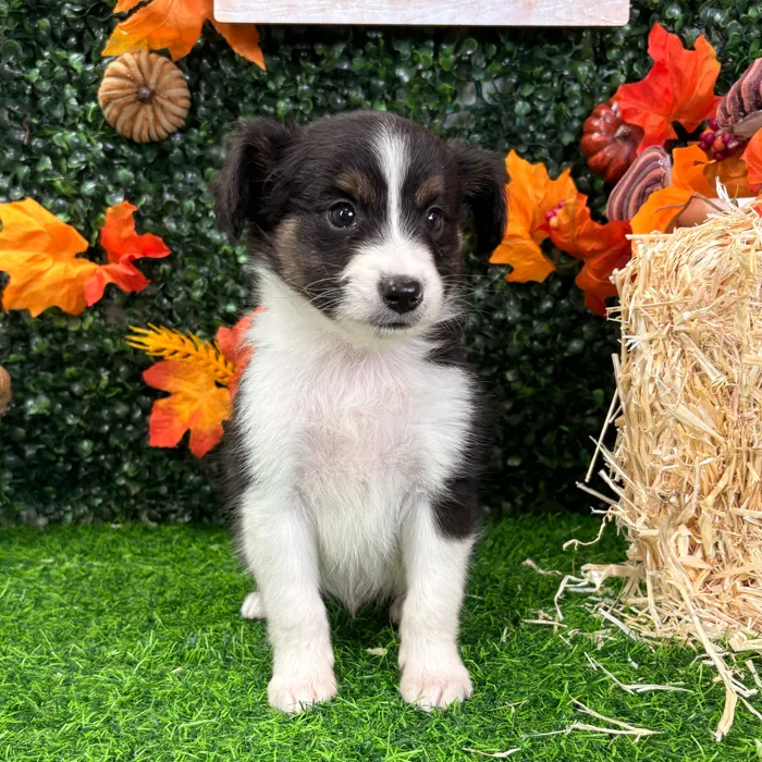 Male Mini Aussie puppy named Ripley for sale at Puppy Dreams - Wichita West.
