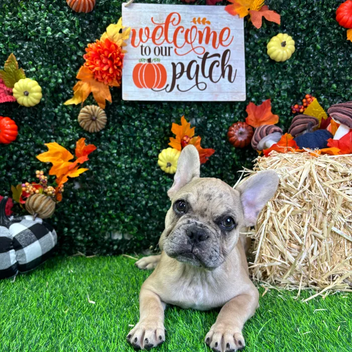 Male French Bulldog puppy named Loki for sale at Puppy Dreams - Wichita West.