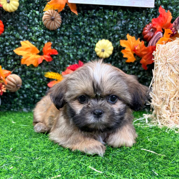Female Shih Tzu puppy named Ivy for sale at Puppy Dreams - Wichita West.