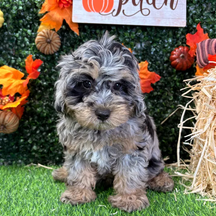 Female Cavapoo puppy named Tink for sale at Puppy Dreams - Wichita West.