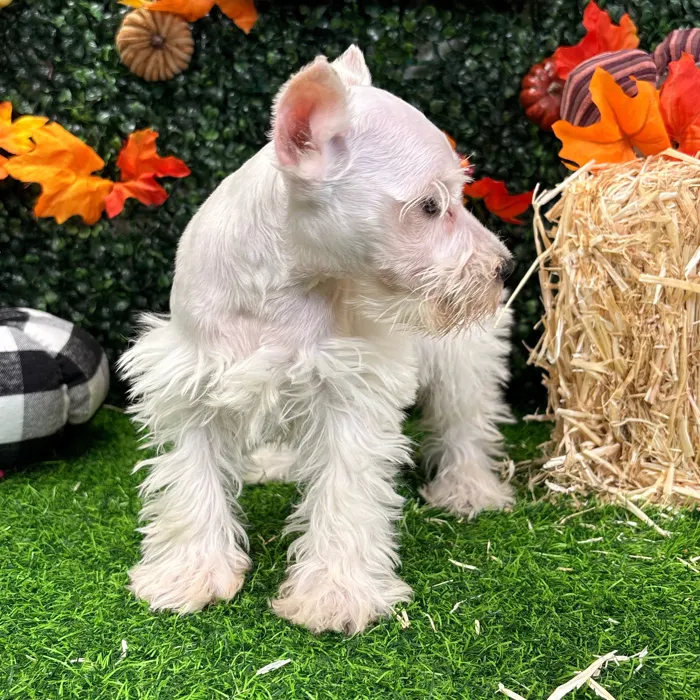 Female Mini Schnauzer puppy named Leela for sale at Puppy Dreams - Wichita West.