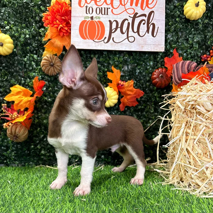 Male Chihuahua puppy named Cheech for sale at Puppy Dreams - Wichita West.