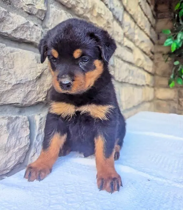 Male Rottweiler puppy named Merlin for sale at Puppy Dreams - Wichita West.