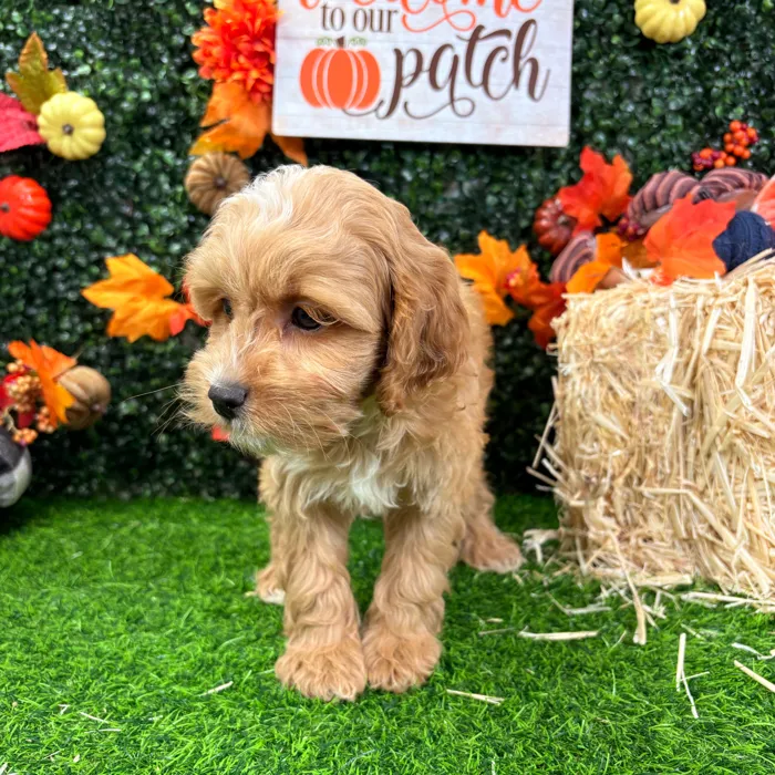 Male Cockapoo puppy named Cecil for sale at Puppy Dreams - Wichita West.